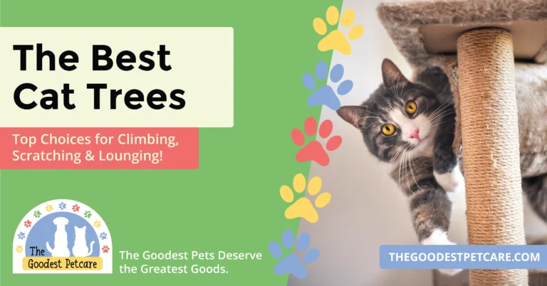 Blog 9 Header Image - Best Cat Trees