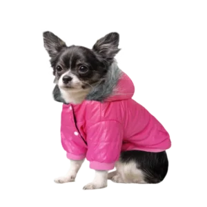 most-stylish-rain-gear-for-dogs